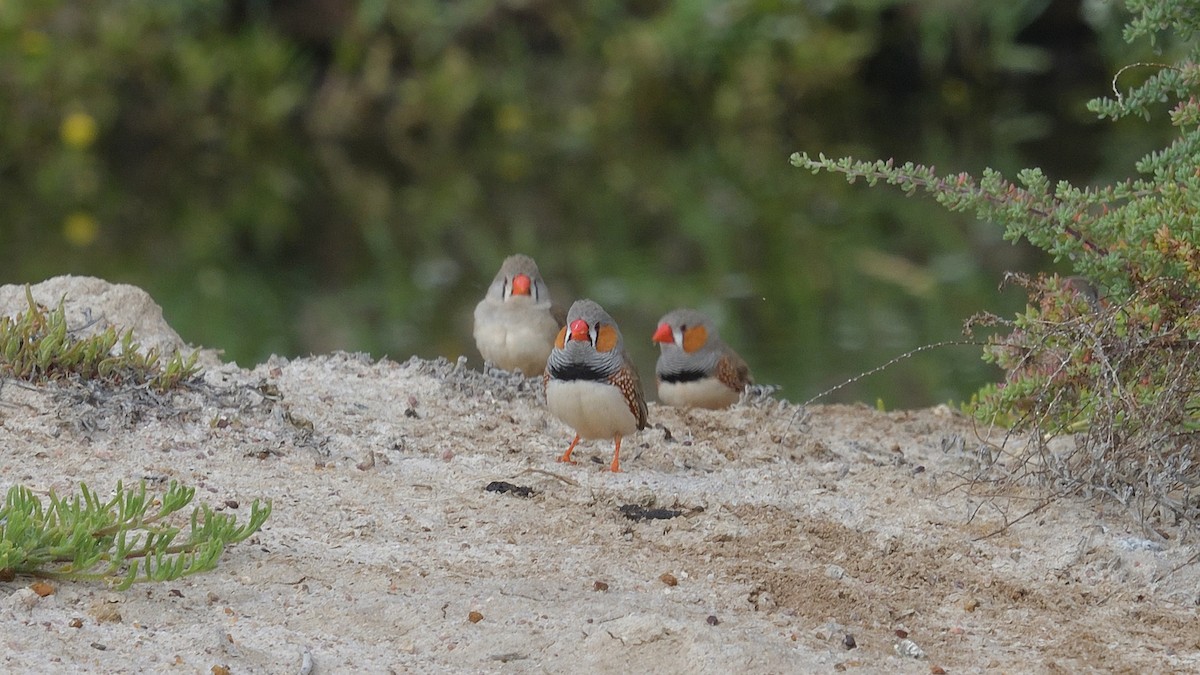 Zebra Finch - ML609567472