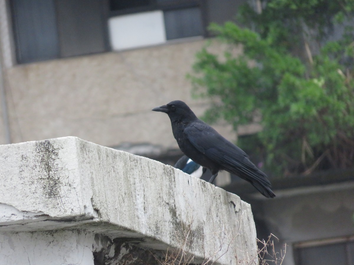 Carrion Crow - ML609567480