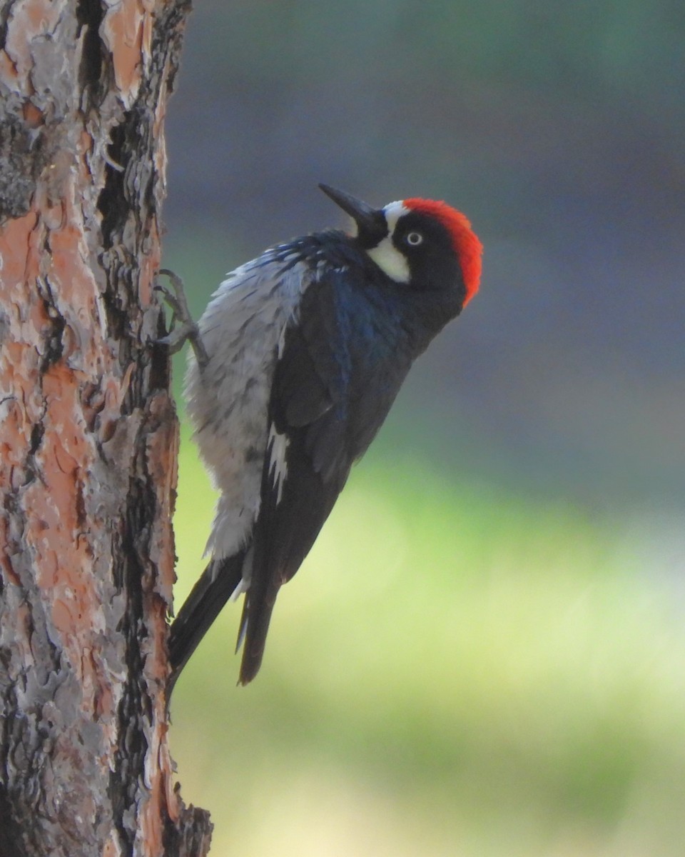 Acorn Woodpecker - ML609567489