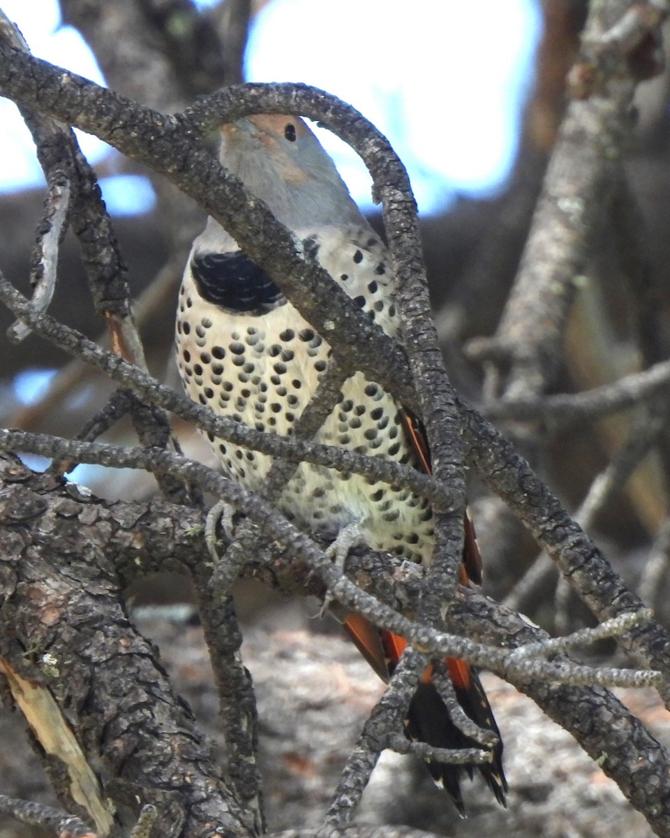 Northern Flicker - ML609567516