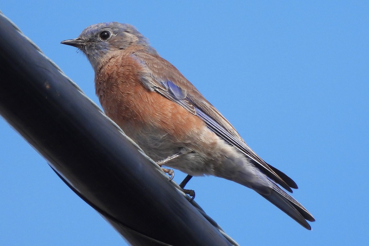 Western Bluebird - ML609567566