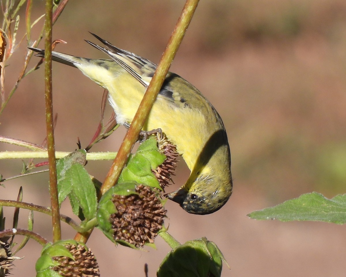 Lesser Goldfinch - ML609567596