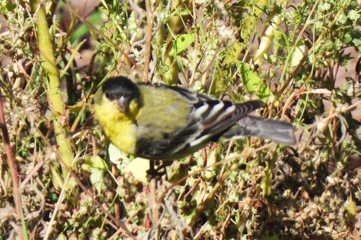 Lesser Goldfinch - ML609567603