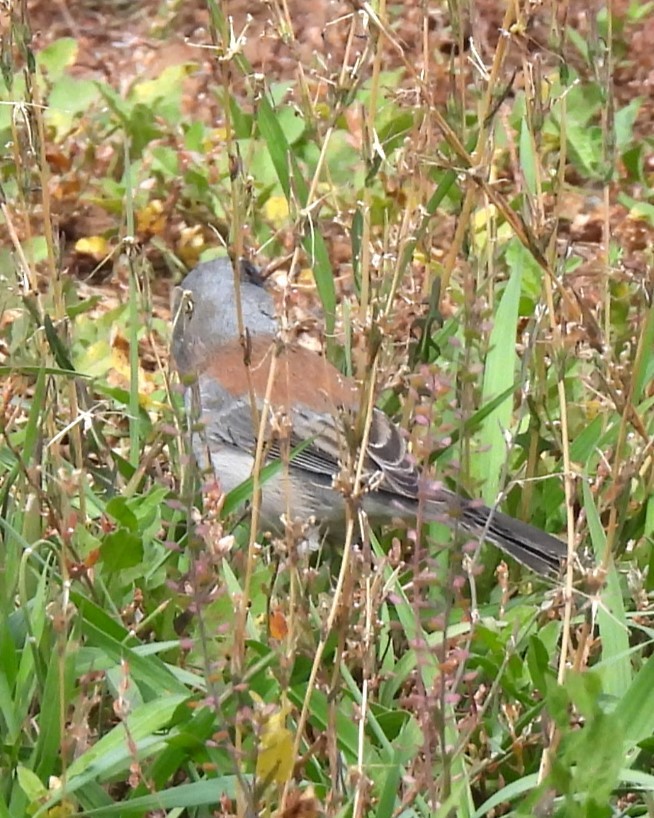 Dark-eyed Junco - ML609567660