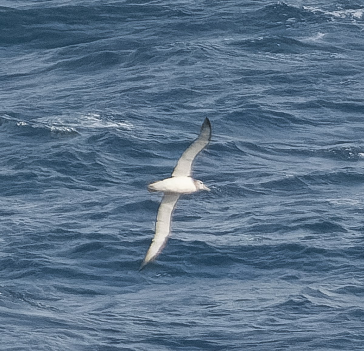 White-capped Albatross - ML609567693