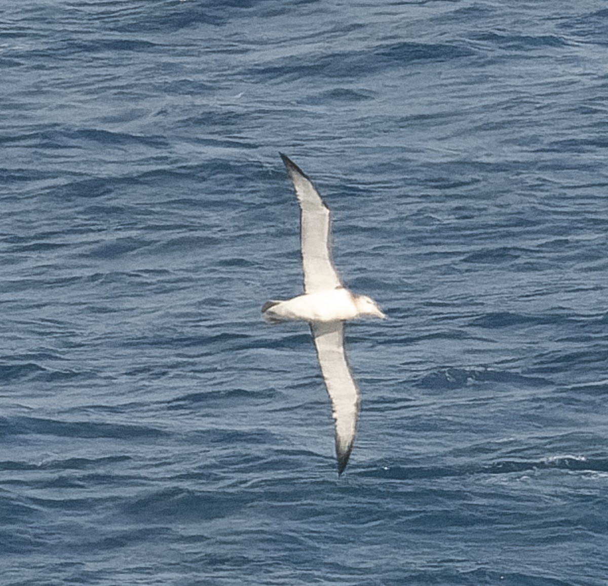 White-capped Albatross - ML609567694