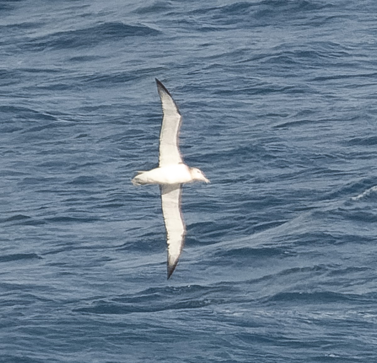 White-capped Albatross - ML609567695