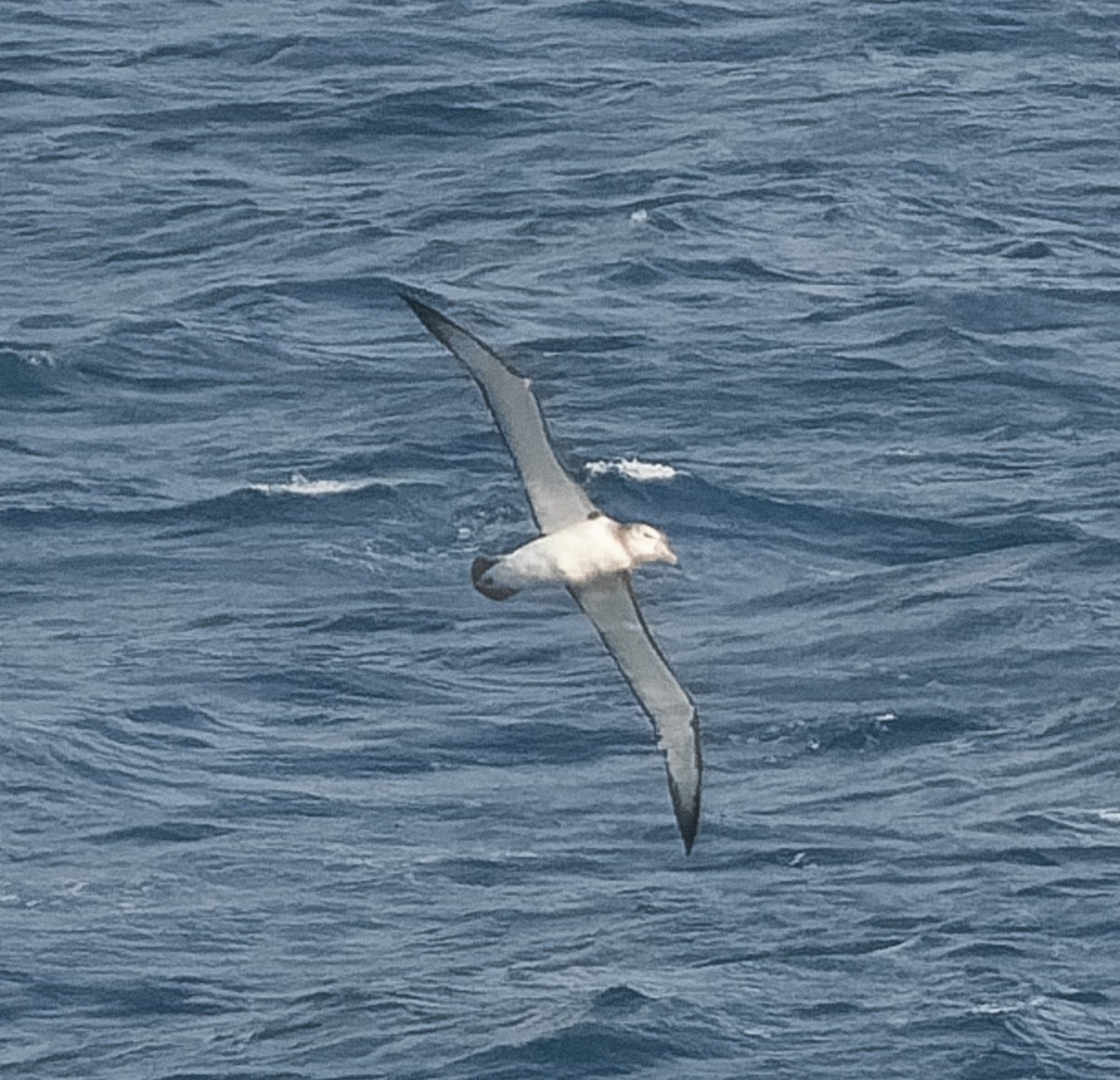 White-capped Albatross - ML609567696
