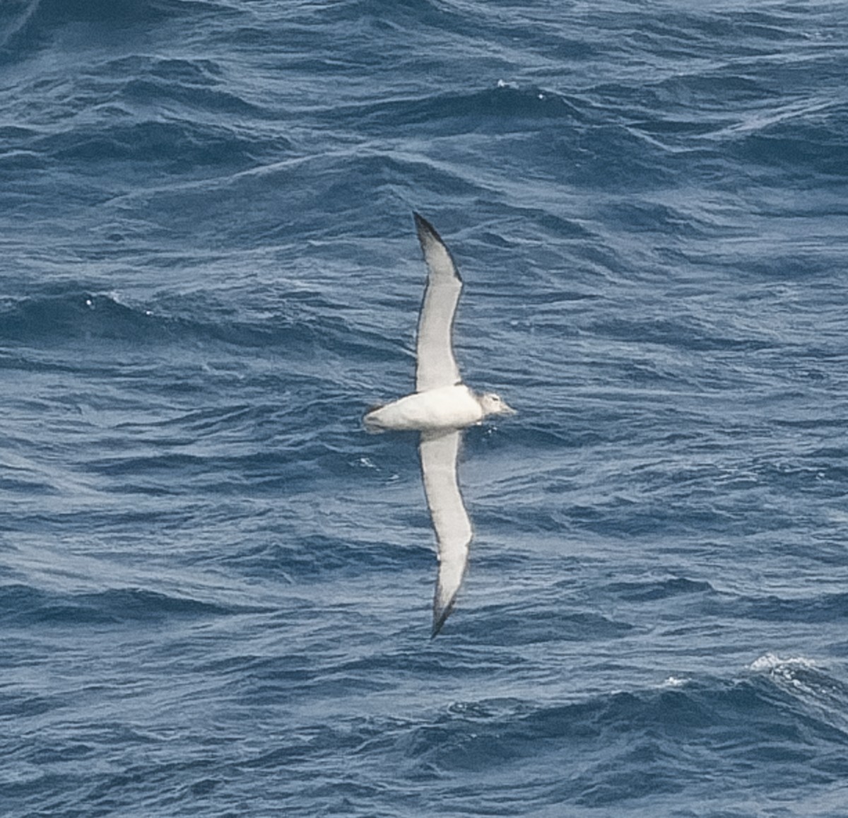 White-capped Albatross - ML609567697