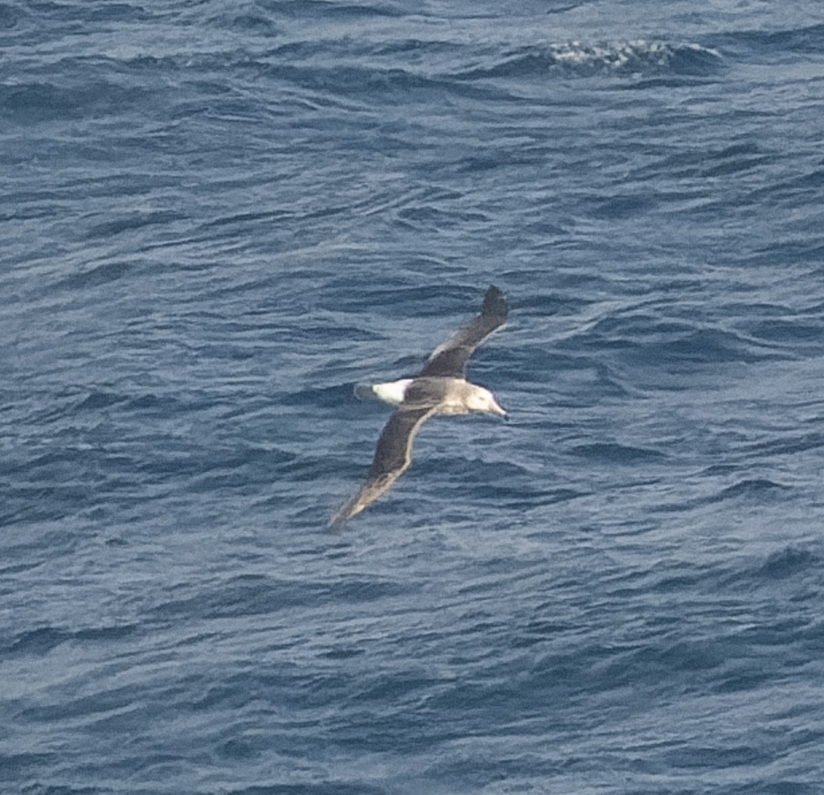 White-capped Albatross - ML609567698