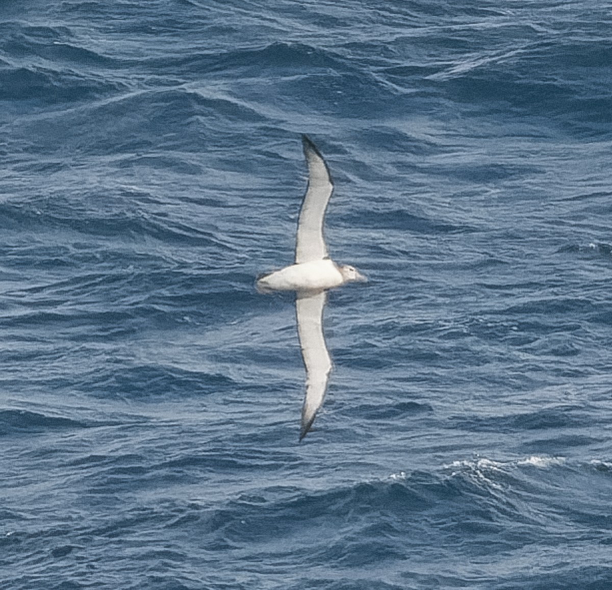 White-capped Albatross - ML609567699