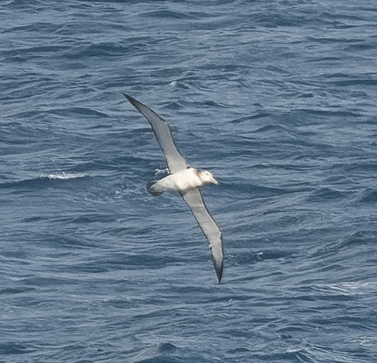 White-capped Albatross - ML609567700