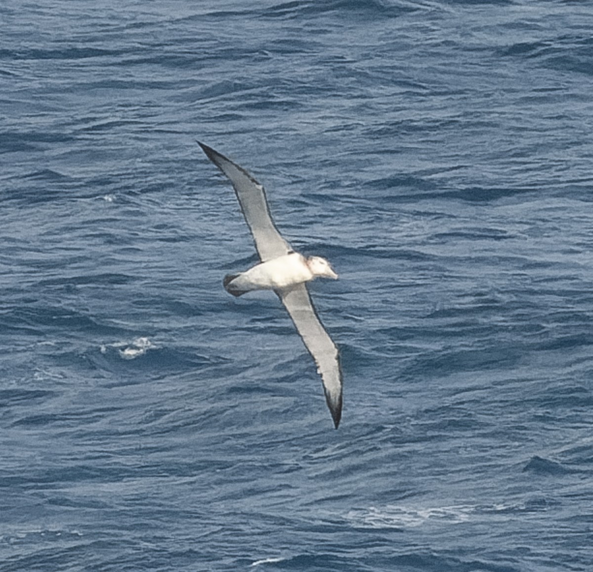 White-capped Albatross - ML609567701