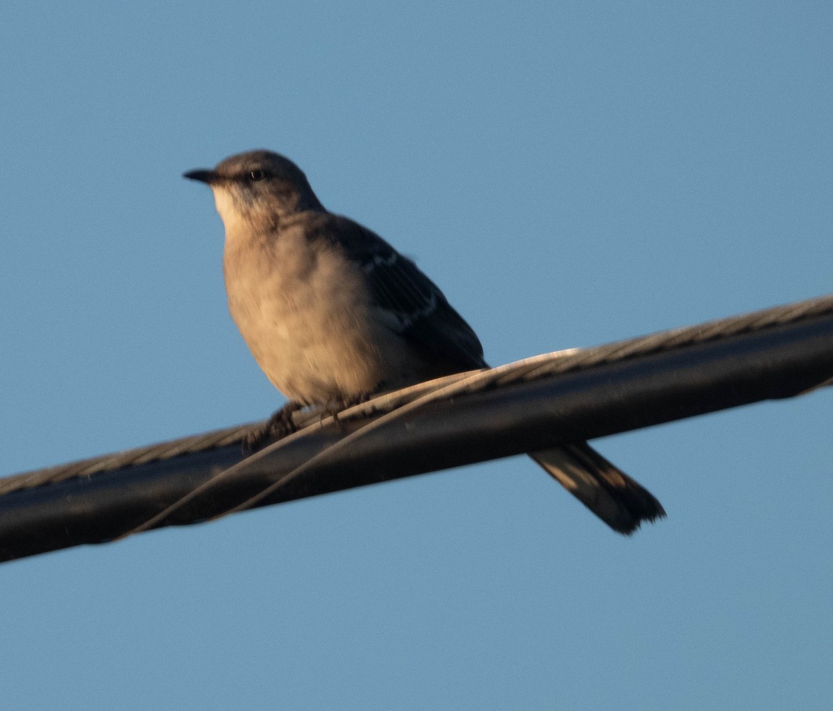 Northern Mockingbird - ML609567709