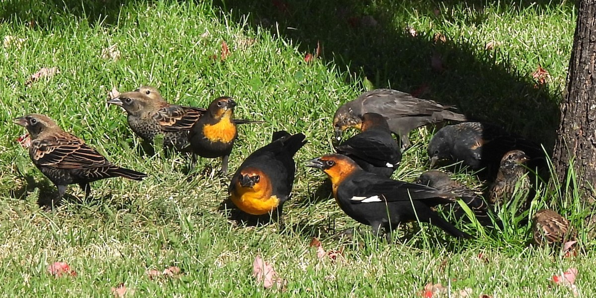 Yellow-headed Blackbird - ML609567720