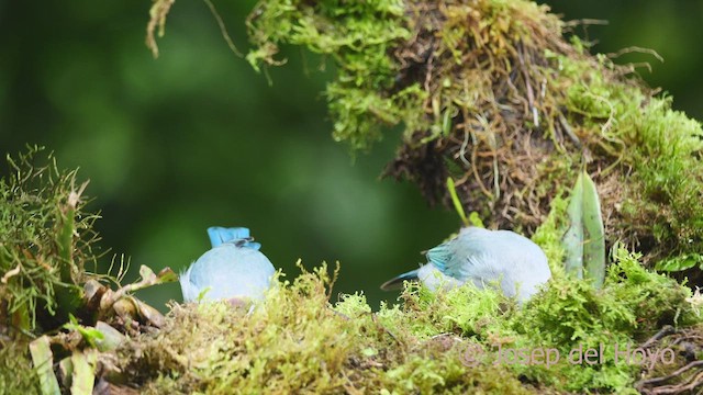 Blue-gray Tanager (Blue-gray) - ML609567743