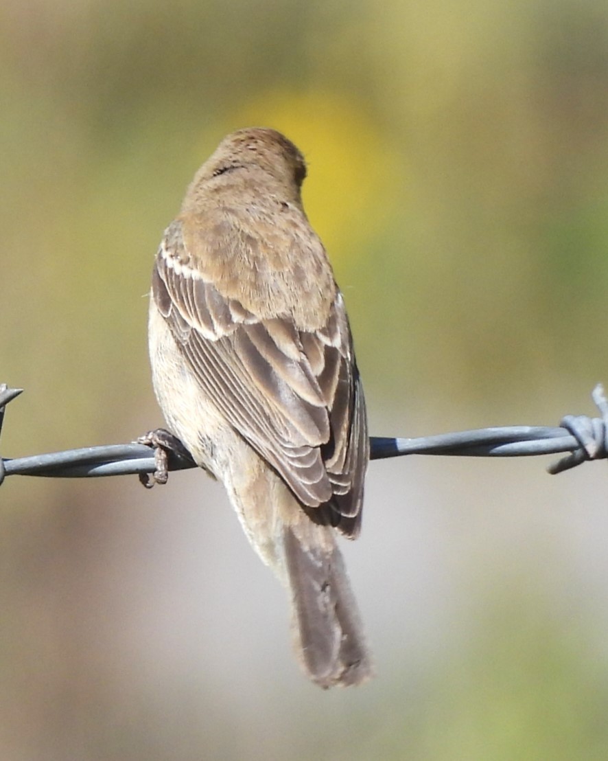 Lazuli Bunting - ML609567745