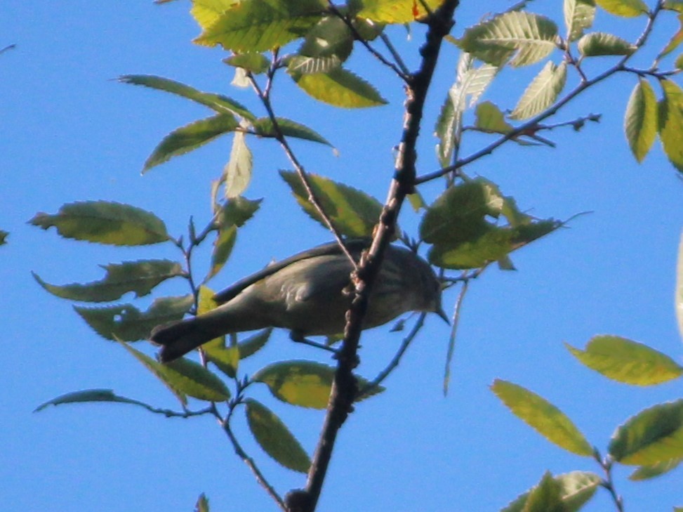 Cape May Warbler - ML609567781