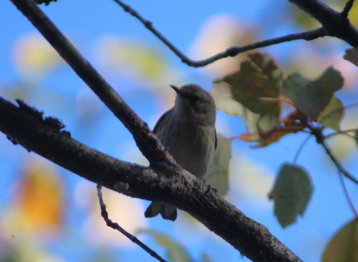 Cape May Warbler - ML609567782