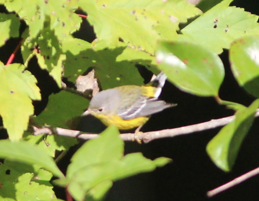 Magnolia Warbler - ML609567786