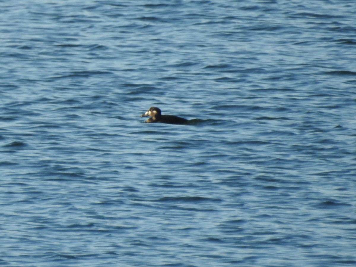 Surf Scoter - ML609567900