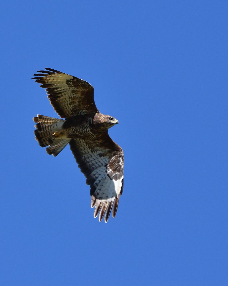 Common Buzzard (Western) - ML609568010