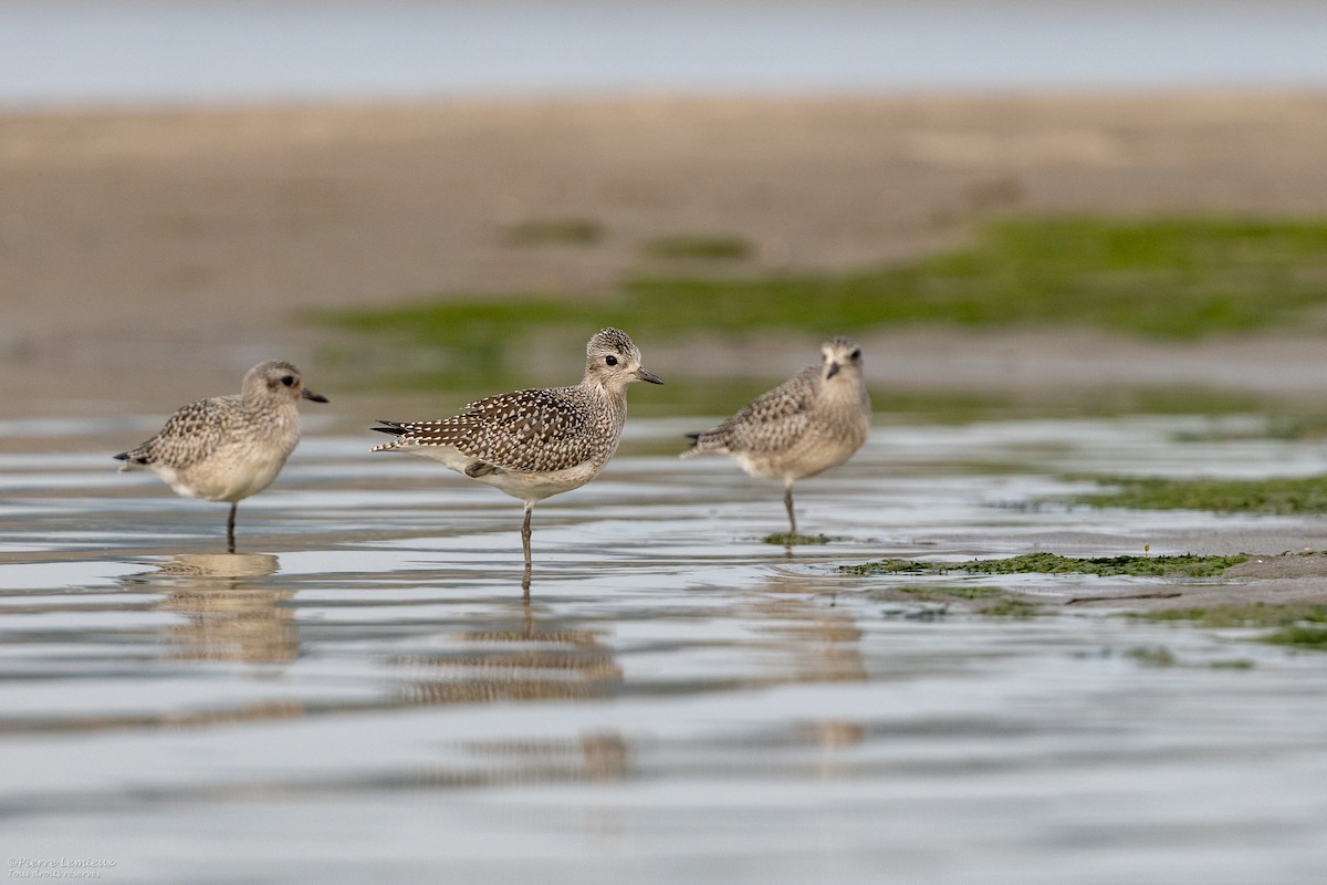 Black-bellied Plover - ML609568036