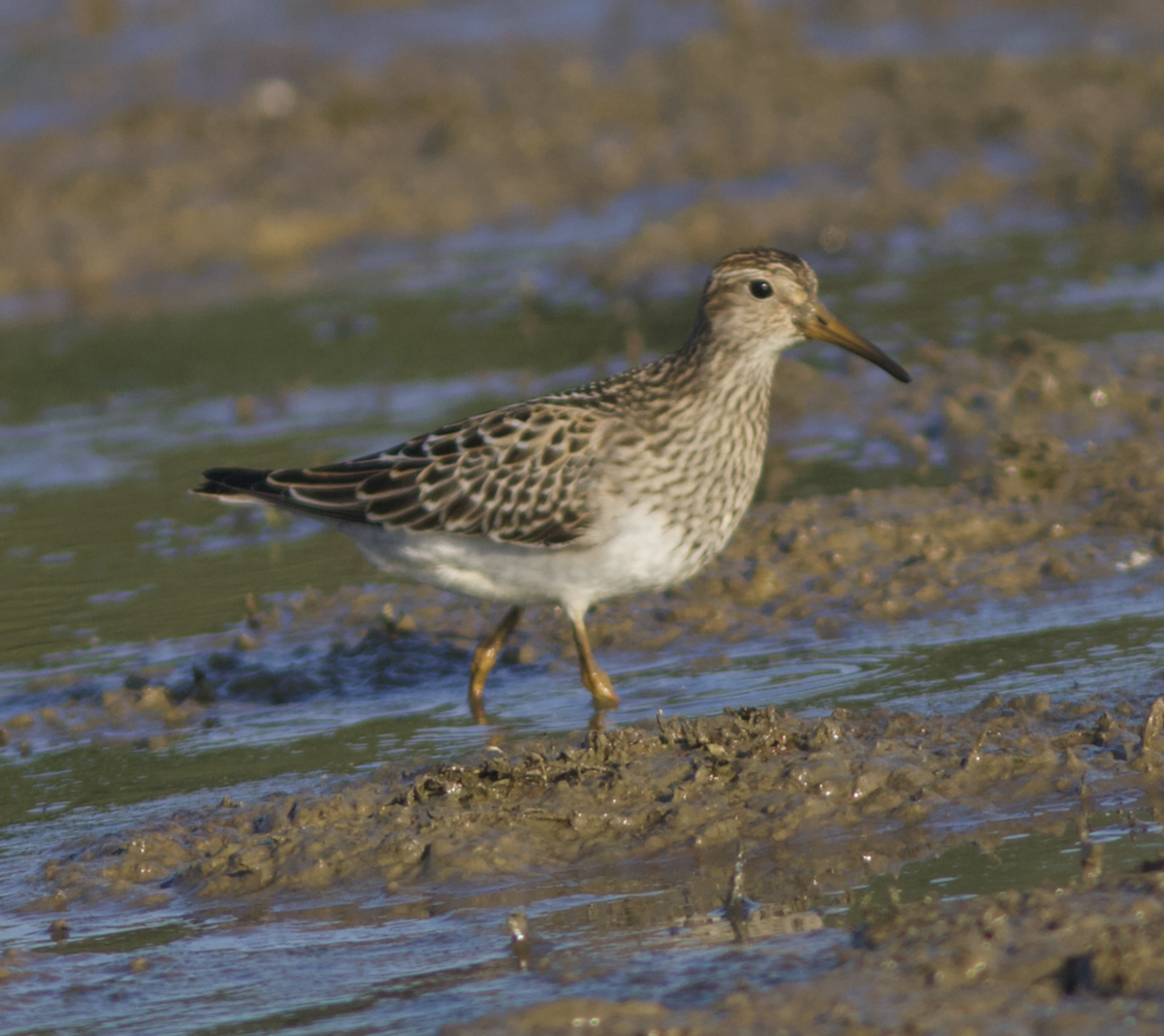 Pectoral Sandpiper - ML609568093