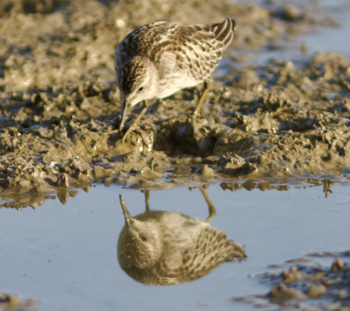 Pectoral Sandpiper - ML609568094