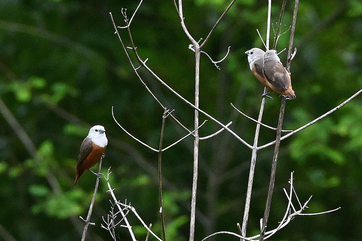 Pale-headed Munia - ML609568101