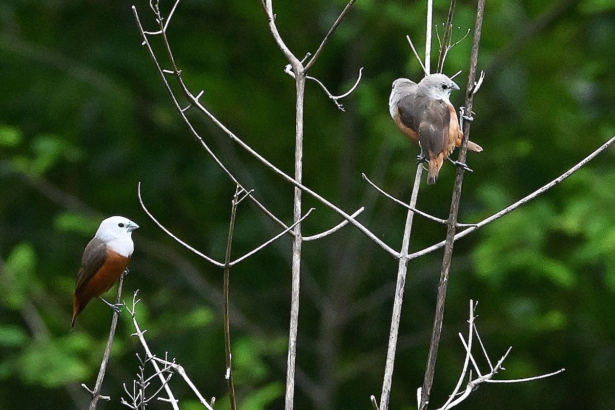 Pale-headed Munia - ML609568104