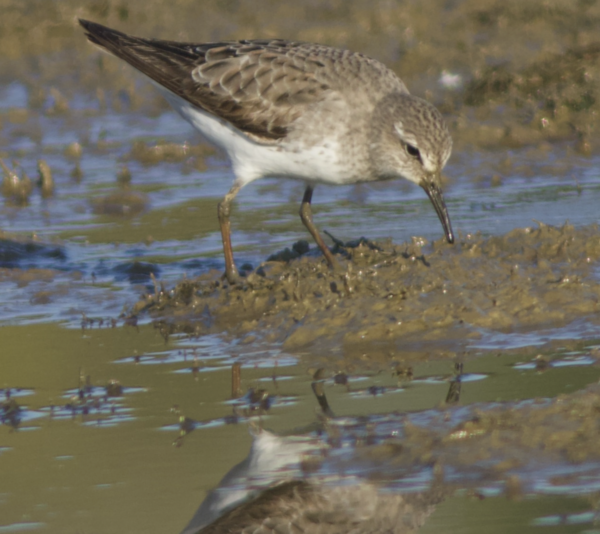 Weißbürzel-Strandläufer - ML609568123