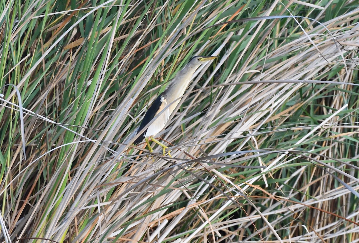 Little Bittern - ML609568135