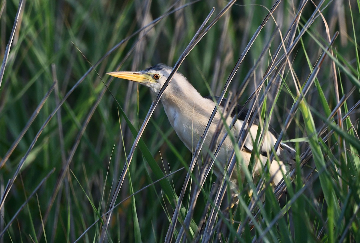 Little Bittern - ML609568138