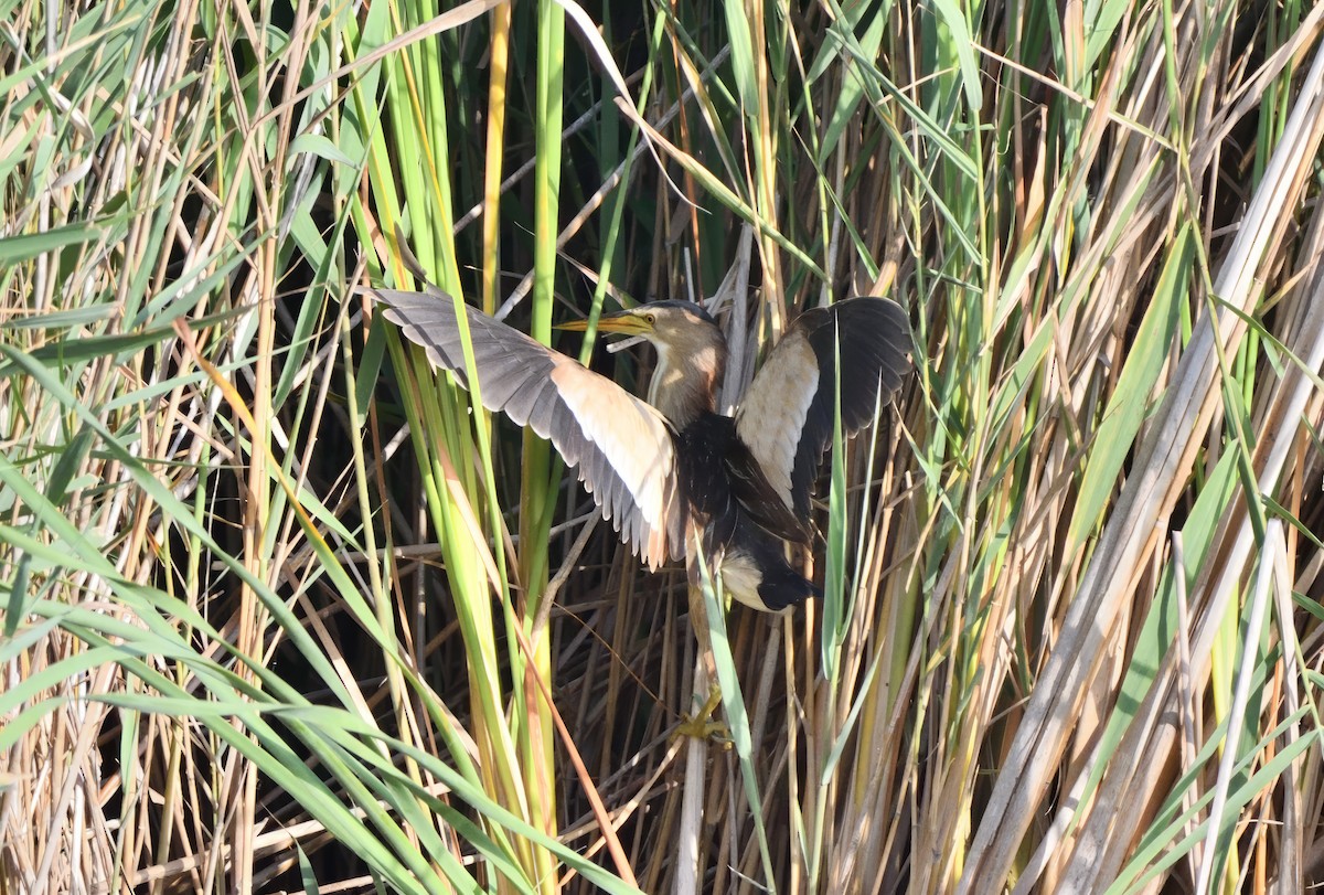 Little Bittern - ML609568142