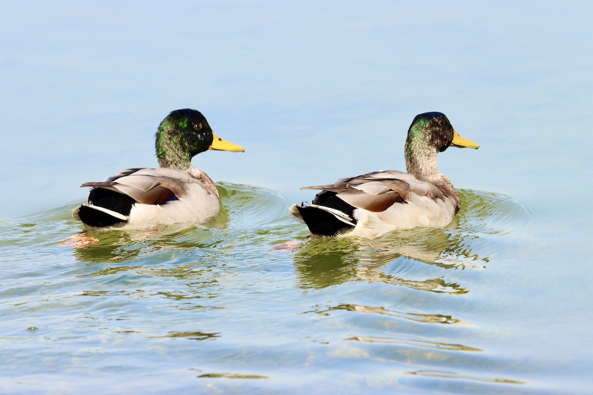 Mallard - ML609568153