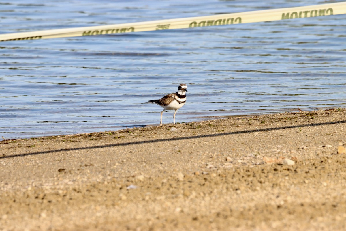 Killdeer - ML609568159