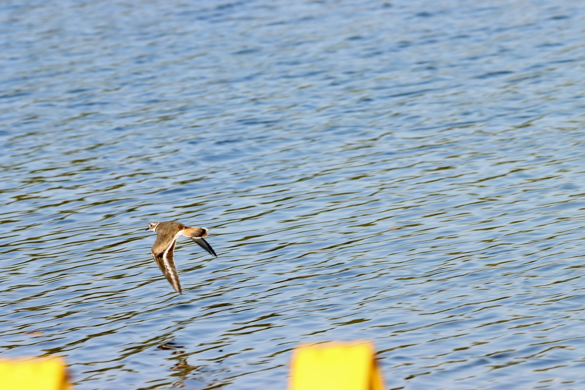 Killdeer - ML609568160