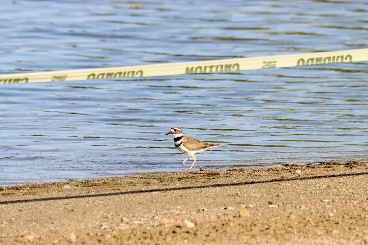 Killdeer - ML609568161