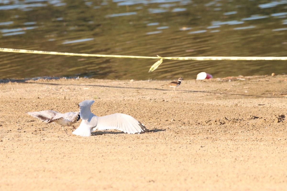 Ring-billed Gull - ML609568167