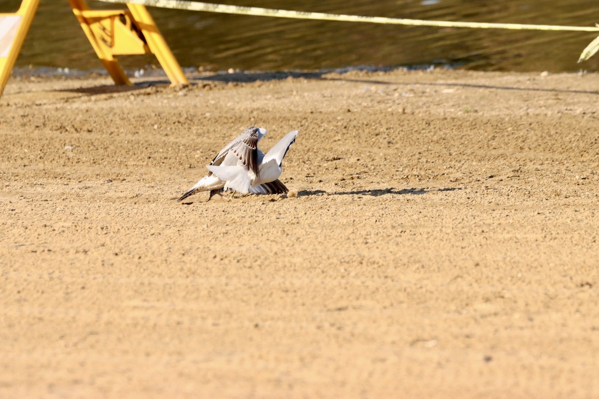 Ring-billed Gull - ML609568168