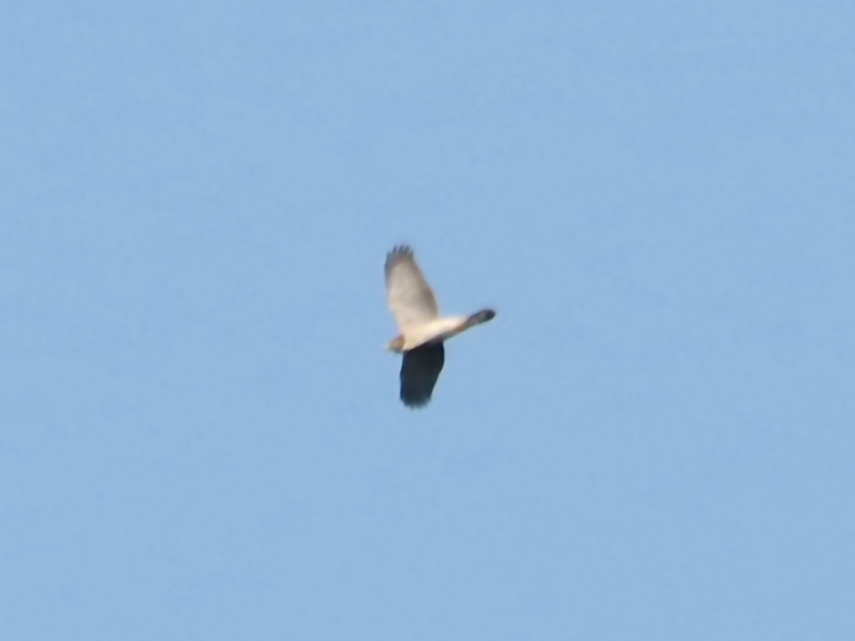 hawk sp. - ML609568179