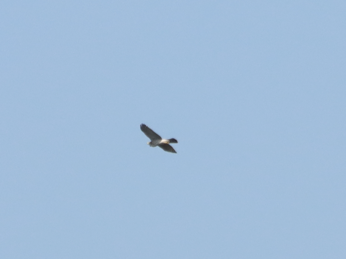 hawk sp. - ML609568180