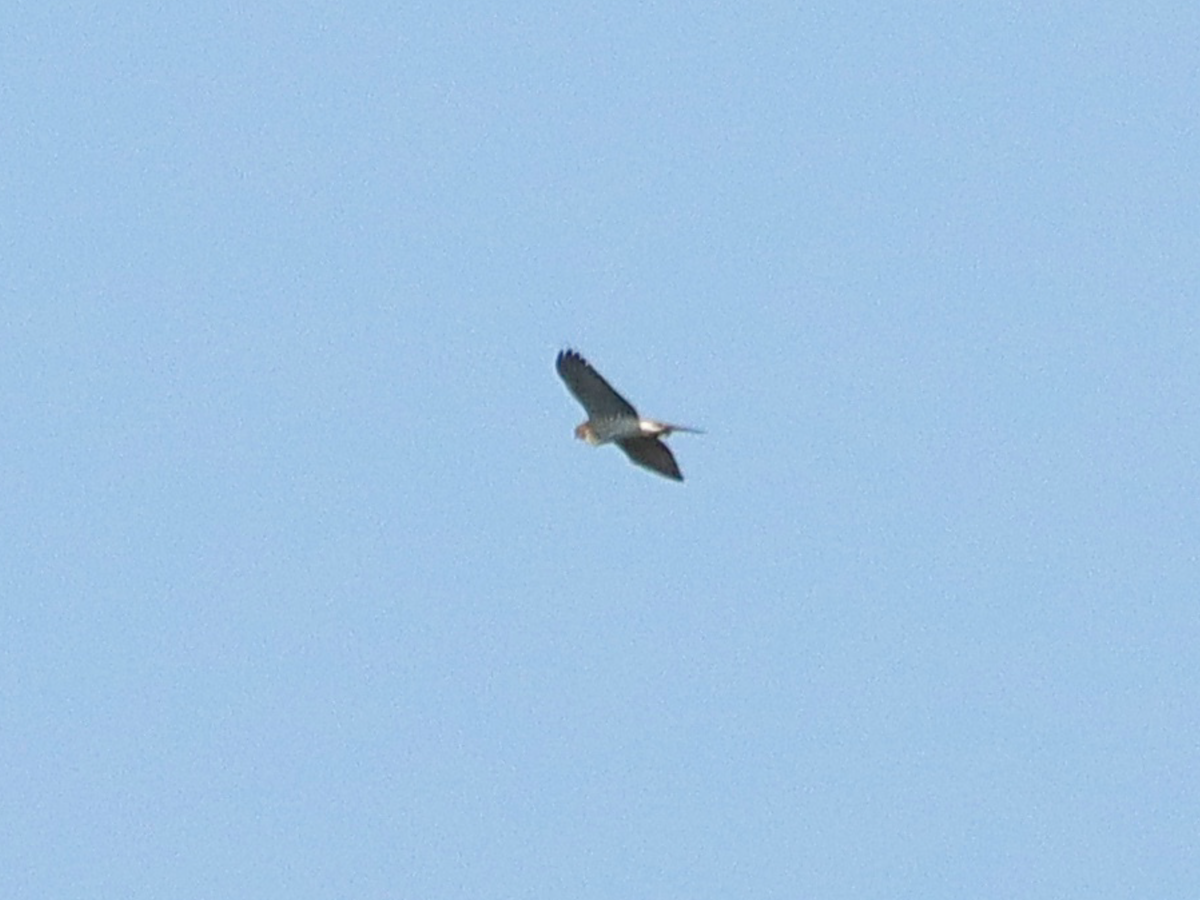 hawk sp. - ML609568181