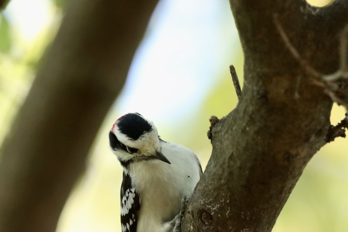 Downy Woodpecker - ML609568198