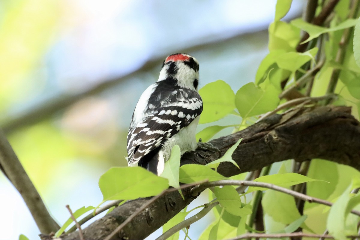 Downy Woodpecker - ML609568199