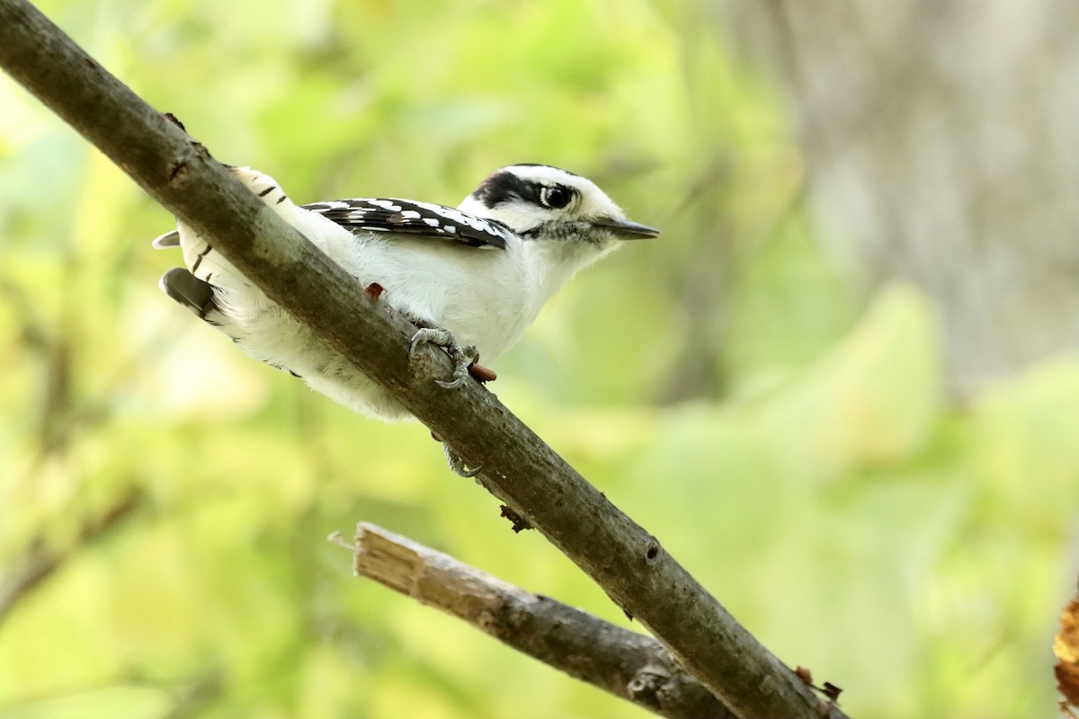 Downy Woodpecker - ML609568200