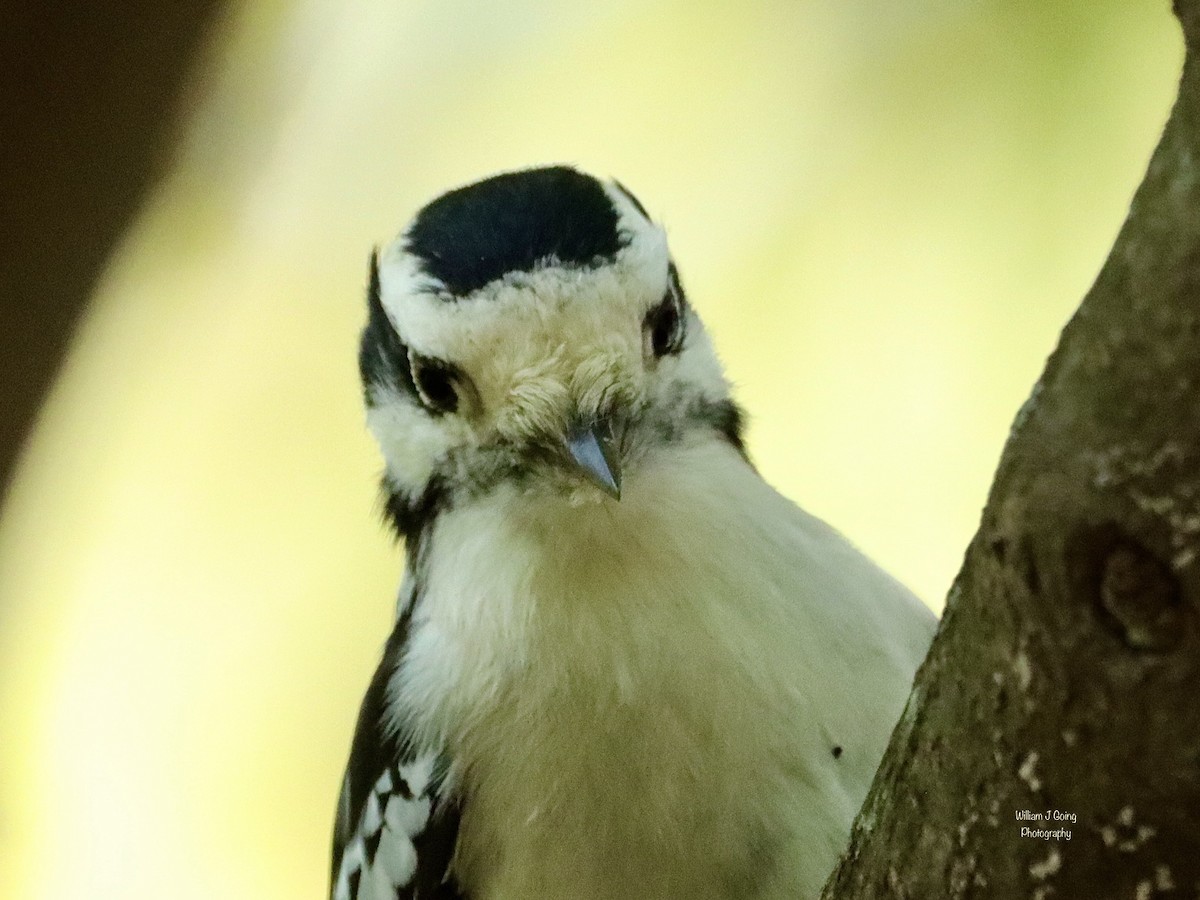 Downy Woodpecker - ML609568201