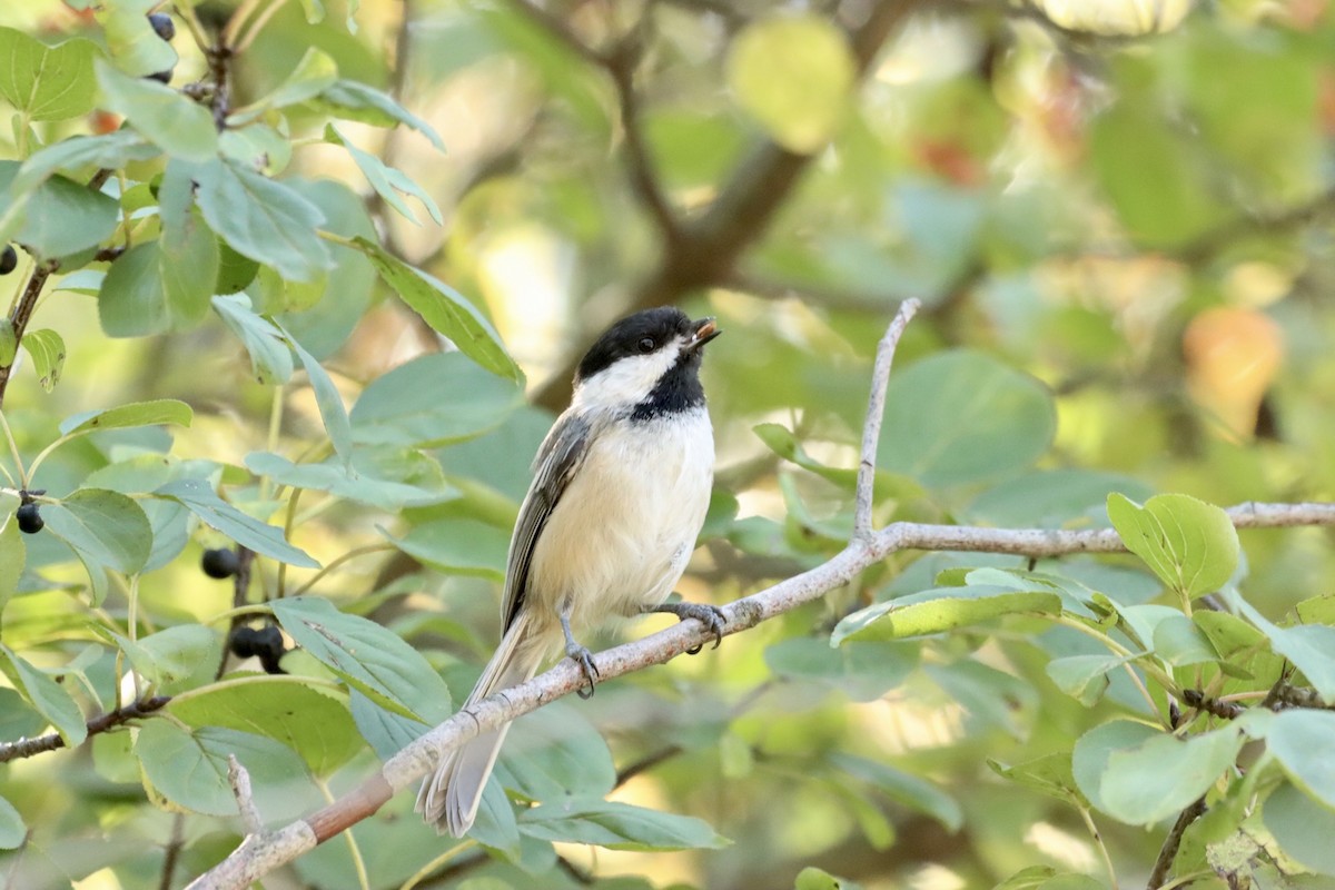 Black-capped Chickadee - ML609568209