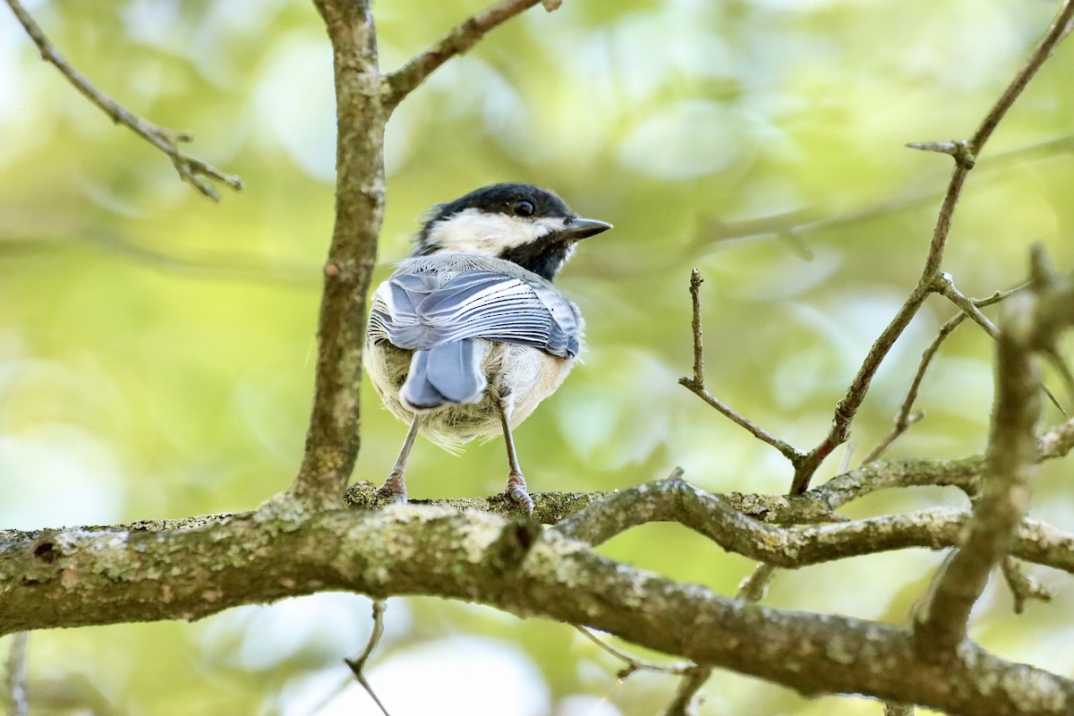 Black-capped Chickadee - ML609568210